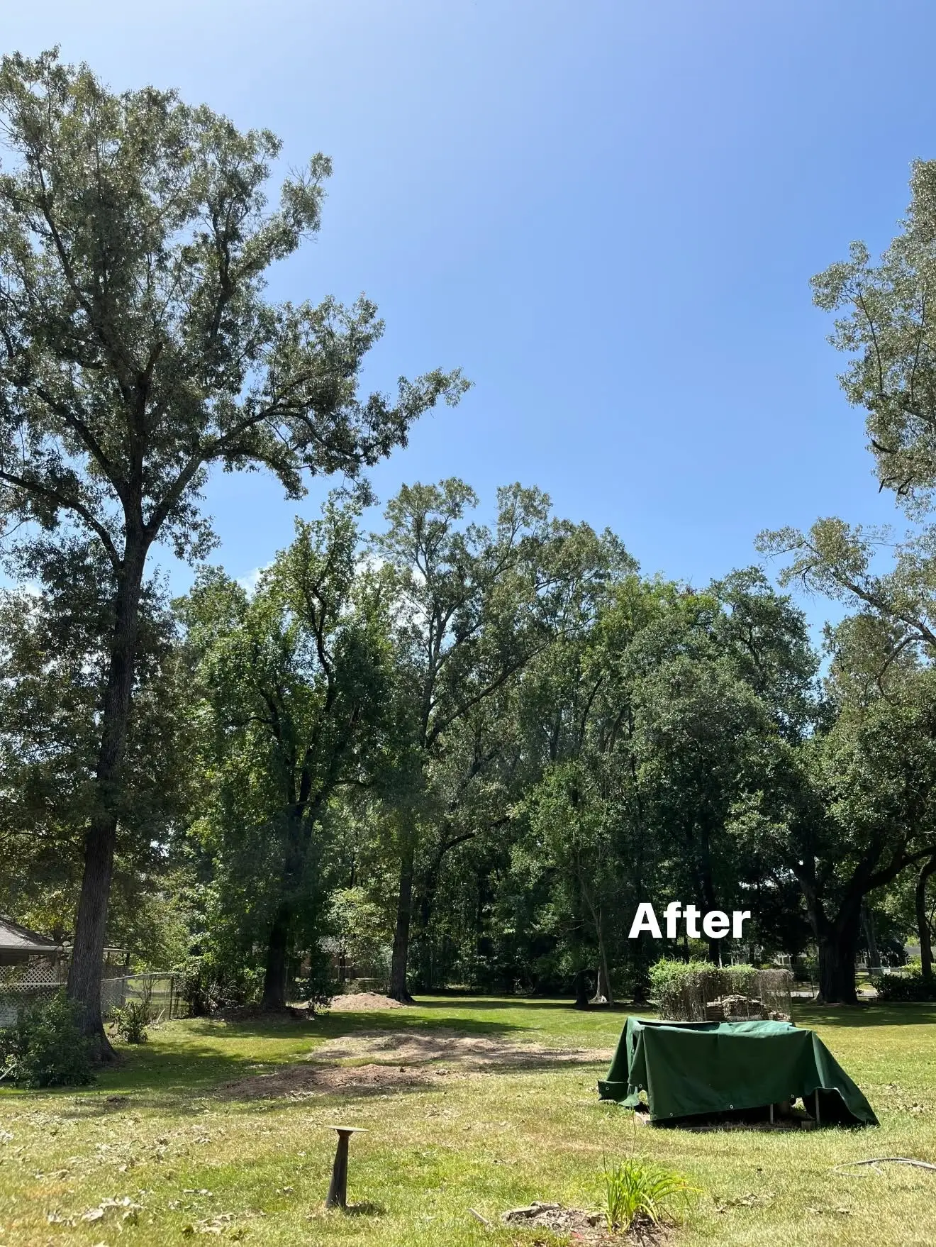 After Large Oak Removal