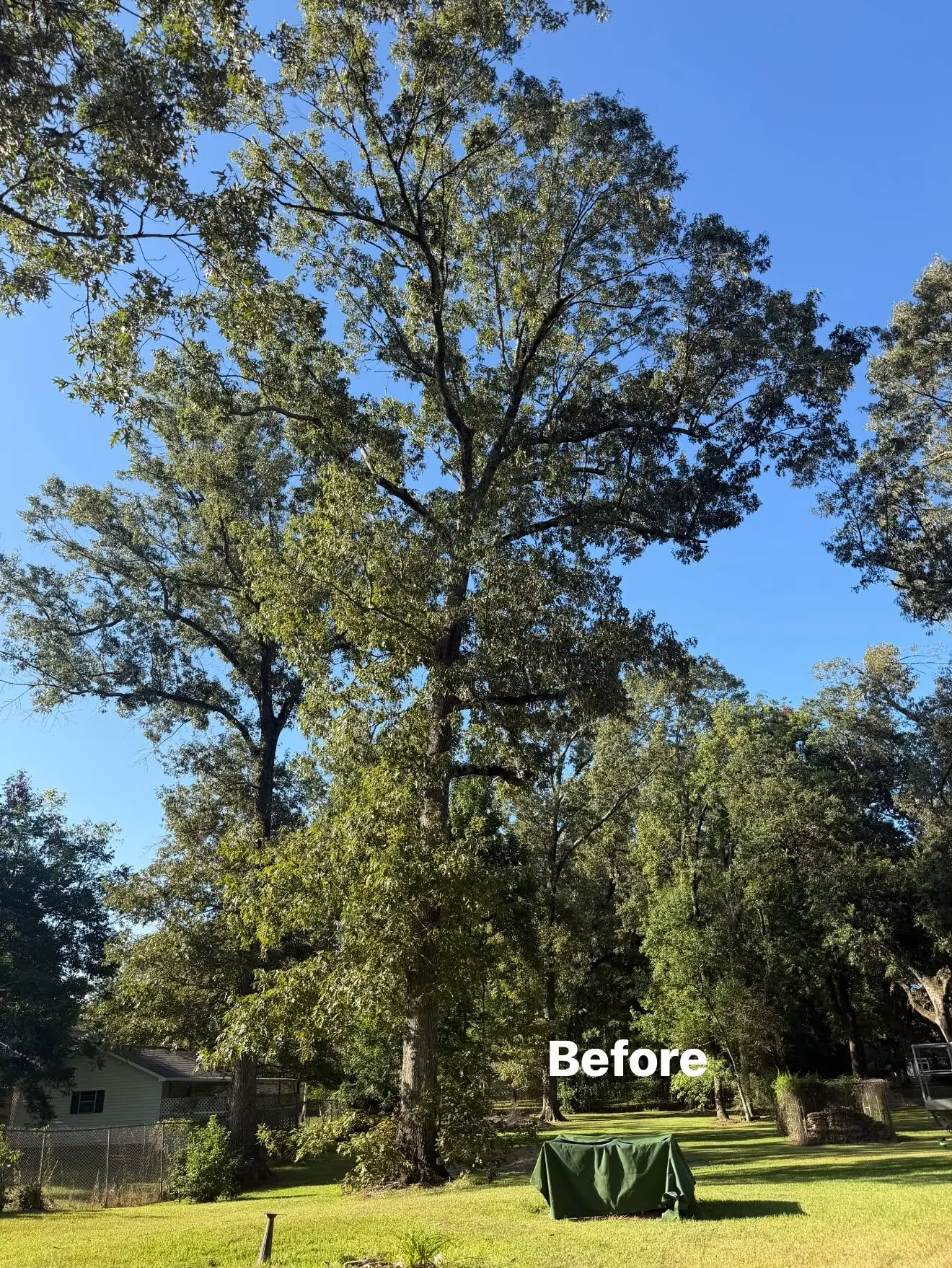 Before Large Oak Removal